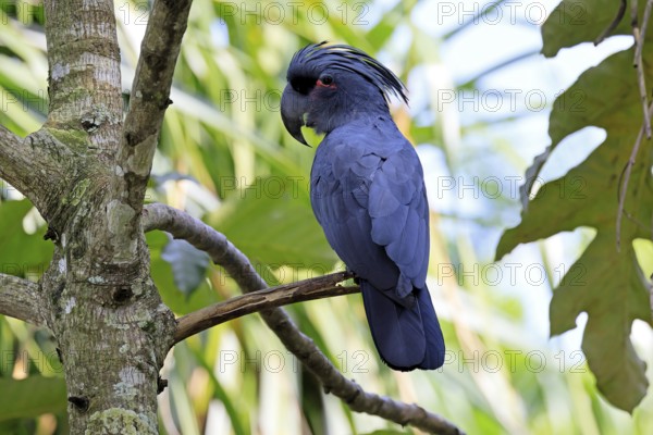 Palm Cockatoo (Probosciger aterrimus), Arabian Cockatoo, adult, on tree, perch, Australia