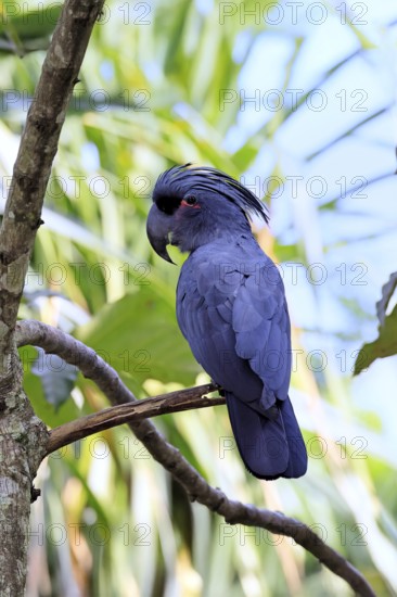Palm Cockatoo (Probosciger aterrimus), Arabian Cockatoo, adult, on tree, perch, Australia