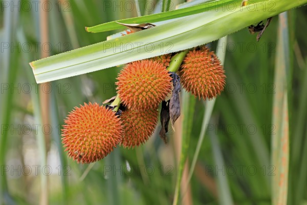 Pandanus affines, genus screw trees, fruits, useful plant, shrub, Singapore, Southeast Asia
