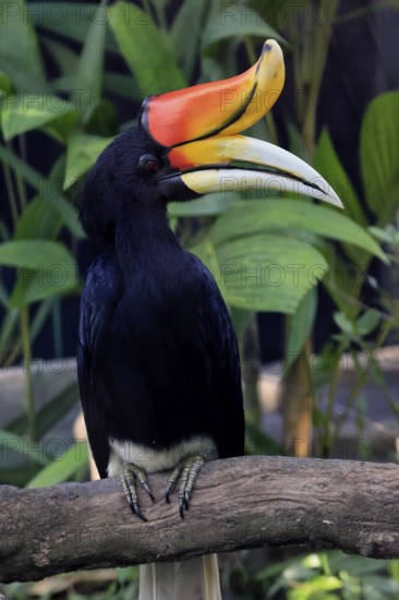 Rhinoceros bird (Buceros rhinoceros), adult, male, on tree, on wait, Southeast Asia