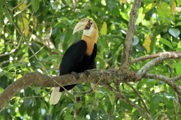Papuan Hornbill (Rhyticeros plicatus), adult, male, on tree, alert, Southeast Asia