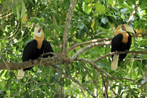 Papuan Hornbill (Rhyticeros plicatus), adult, male, two males, on tree, alert, Southeast Asia