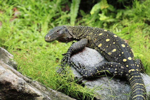 Papuan dragon (Varanus salvadorii), adult, foraging, on rocks, alert, New Guinea