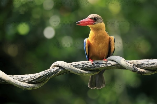 Cranesbill Kingfisher (Pelargopsis capensis), Gurial, adult, on hold, Singapore, Southeast Asia