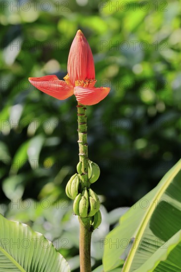 Musa laterita, Indian dwarf banana, blossom, fruits, Singapore, Southeast Asia