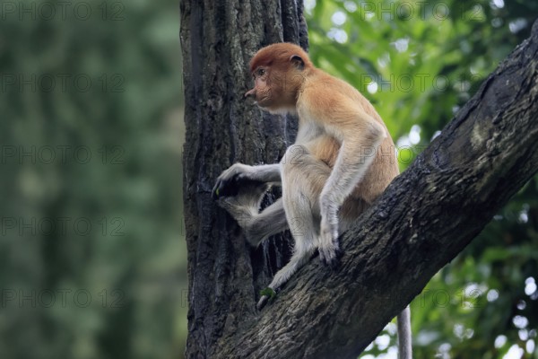 Proboscis monkey (Nasalis larvatus), young animal, sitting in a tree, looking for food