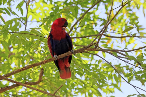 New Guinea noble parrot (Eclectus polychloros), adult, female, on tree, alert, New Guinea, Oceania