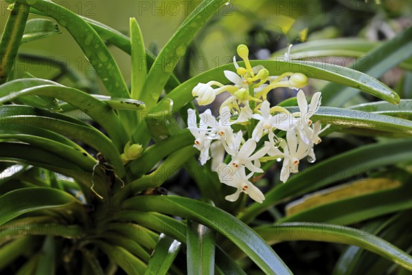 Orchid Vandachostylis Lou Sneary, blossoms, blooming, Singapore, Southeast Asia