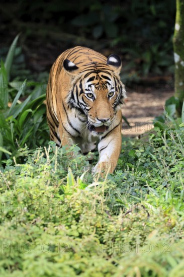 Malaysia tiger (Panthera tigris jacksoni), adult, running, stalking, vigilant, Malaysia, Southeast Asia