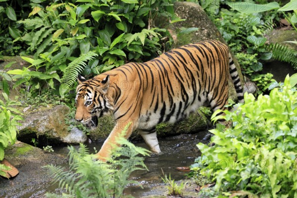 Malaysia tiger (Panthera tigris jacksoni), adult, running, in water, stream, vigilant, Malaysia, Southeast Asia