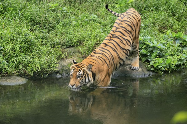 Malaysia tiger (Panthera tigris jacksoni), adult, at water, shore, vigilant, Malaysia, Southeast Asia