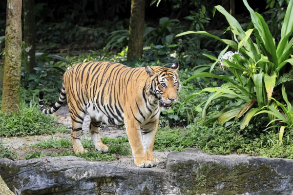 Malaysia tiger (Panthera tigris jacksoni), adult, alert, Malaysia, Southeast Asia