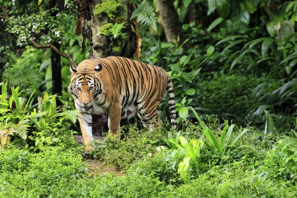 Malaysia tiger (Panthera tigris jacksoni), adult, running, stalking, vigilant, Malaysia, Southeast Asia