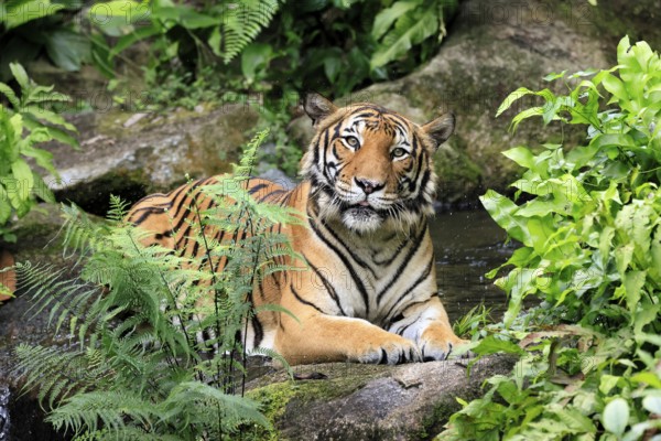 Malaysia tiger (Panthera tigris jacksoni), adult, portrait, sitting, alert, Malaysia, Southeast Asia
