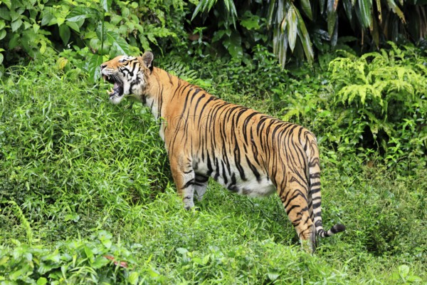 Malaysia tiger (Panthera tigris jacksoni), adult, feeding, grass, Malaysia, Southeast Asia