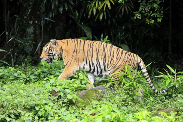 Malaysia tiger (Panthera tigris jacksoni), adult, running, stalking, vigilant, Malaysia, Southeast Asia
