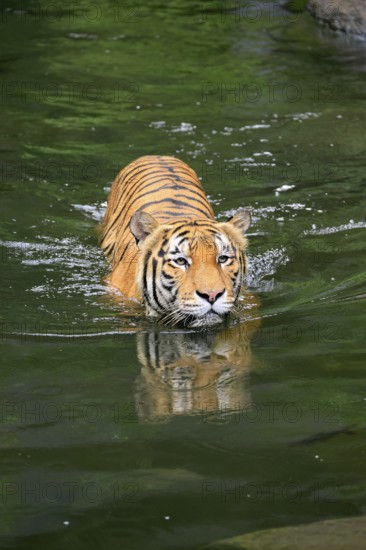 Malaysia tiger (Panthera tigris jacksoni), adult, in water, swimming, Malaysia, Southeast Asia