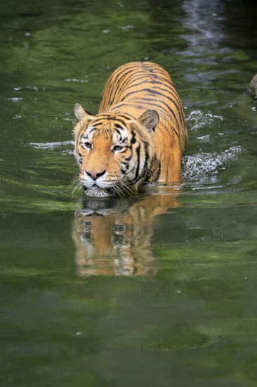 Malaysia tiger (Panthera tigris jacksoni), adult, in water, alert, Malaysia, Southeast Asia