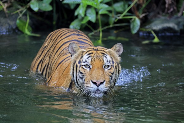 Malaysia tiger (Panthera tigris jacksoni), adult, in water, alert, Malaysia, Southeast Asia