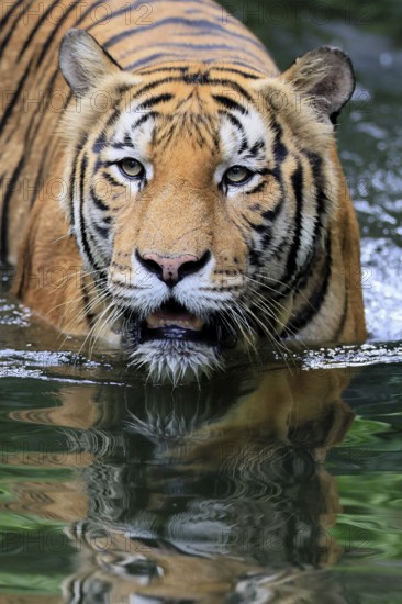 Malaysia tiger (Panthera tigris jacksoni), adult, in water, alert, Malaysia, Southeast Asia