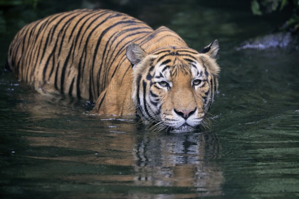 Malaysia tiger (Panthera tigris jacksoni), adult, in water, alert, Malaysia, Southeast Asia