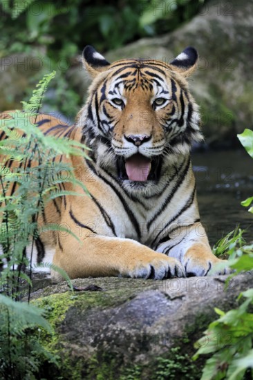 Malaysia tiger (Panthera tigris jacksoni), adult, portrait, rock, vigilant, Malaysia, Southeast Asia