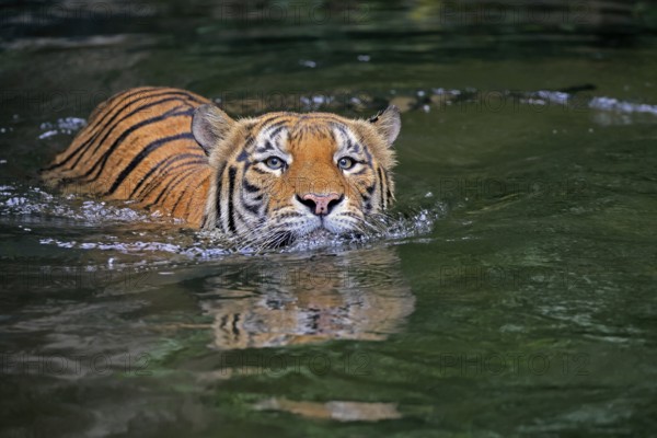 Malaysia tiger (Panthera tigris jacksoni), adult, in water, swimming, Malaysia, Southeast Asia