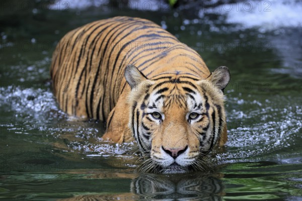 Malaysia tiger (Panthera tigris jacksoni), adult, in water, alert, Malaysia, Southeast Asia