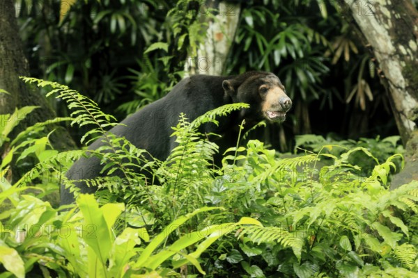 Malayan bear (Helarctos malayanus), adult, alert
