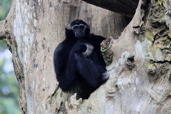 Crested gibbon (Hylobates pileatus), adult, male, sitting on tree, relaxed, Cambodia, Southeast Asia