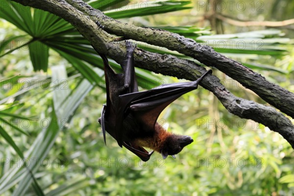 Kalong flying fox (Pteropus vampyrus), adult, climbing, in sleeping tree, during the day, Singapore, Southeast Asia