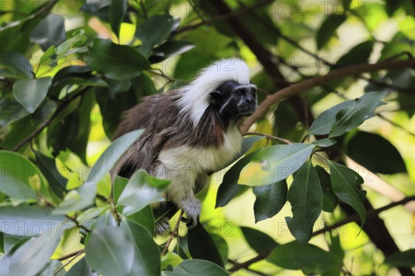 Liszt monkey (Saguinus oedipus), adult, in tree, alert, Colombia, South America