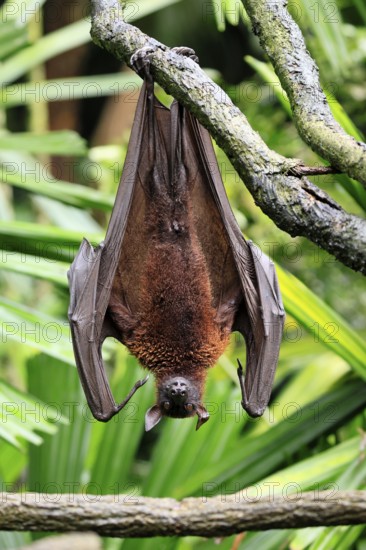 Kalong flying fox (Pteropus vampyrus), adult, resting, in sleeping tree, during the day, Singapore, Southeast Asia
