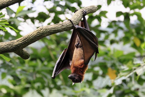 Kalong flying fox (Pteropus vampyrus), adult, male, resting, in sleeping tree, during the day, Singapore, Southeast Asia