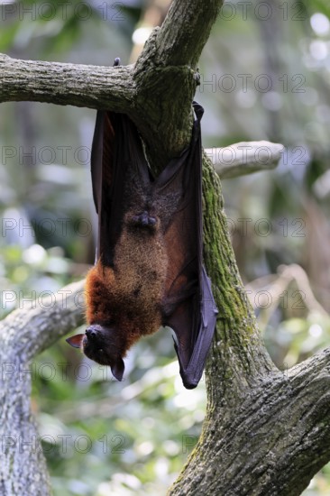 Kalong flying fox (Pteropus vampyrus), adult, male, resting, in sleeping tree, during the day, Singapore, Southeast Asia