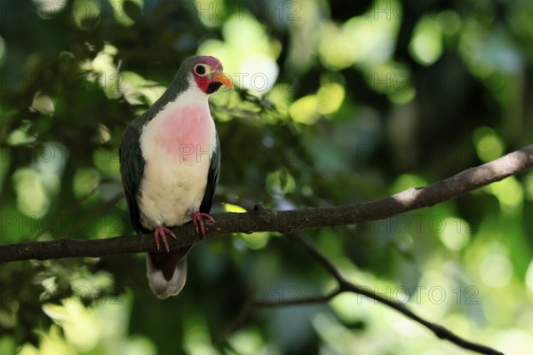 Jambu Fruit Dove (Ptilinopus jambu), adult, on tree, alert, Singapore, Southeast Asia