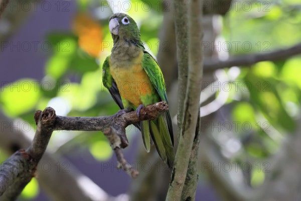 Cactus parakeet (Eupsittula cactorum), adult, on tree, alert, Brazil, South America