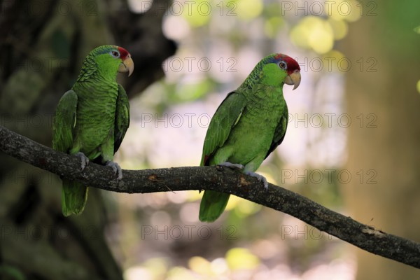 Green-cheeked Amazon (Amazona viridigenalis), adult, pair, on tree, social behaviour, Mexico, North America