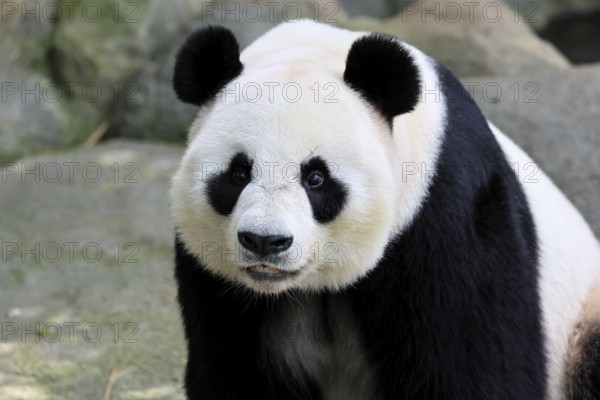 Giant Panda (Ailuropoda melanoleuca), adult, portrait, China