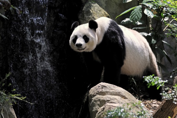 Giant Panda (Ailuropoda melanoleuca), adult, on the ground, alert, China