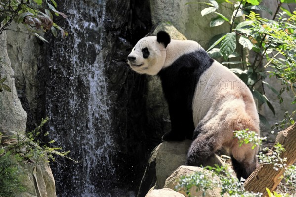 Giant Panda (Ailuropoda melanoleuca), adult, sitting, alert, on rocks, China
