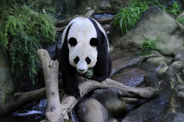 Giant Panda (Ailuropoda melanoleuca), adult, running, alert, China