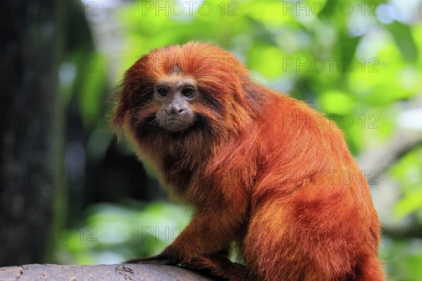 Golden lion tamarin (Leontopithecus rosalia), adult, on tree, alert, Brazil, South America