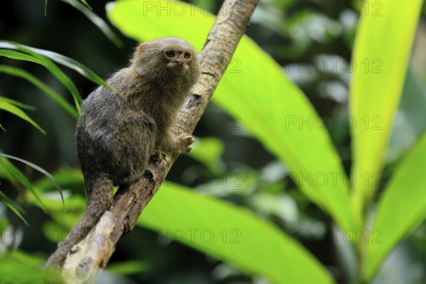 Yellow-bellied marmoset (Cebuella pygmaea), adult, on tree, alert, Amazonas, rainforest, South America