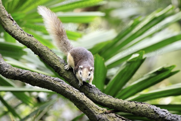 Finlayson's squirrel (Callosciurus finlaysonii), adult, on tree, foraging, Singapore, Southeast Asia