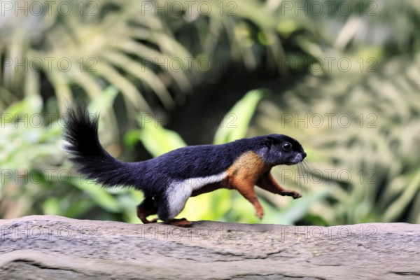 Finlayson's squirrel (Callosciurus finlaysonii), adult, on tree, foraging, jumping, Singapore, Southeast Asia