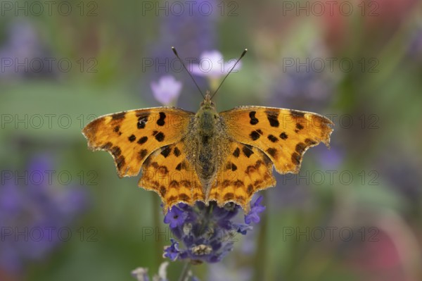 Comma butterfly (Polygonia c-album) adult insect feeding on a garden blue English lavender flowers in summer, England, United Kingdom