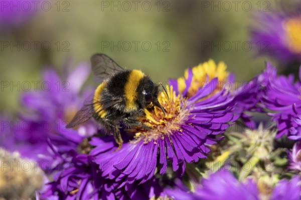 Garden bumblebee (Bombus hortorum) adult bee insect feeding on purple garden Aster plant flower in summer, England, United Kingdom