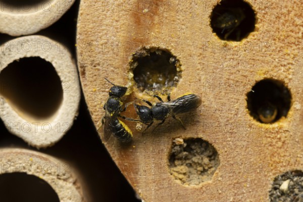 Orange vented mason bee (Osmia leaiana) two adult insects at a bee hotel box in summer, England, United Kingdom