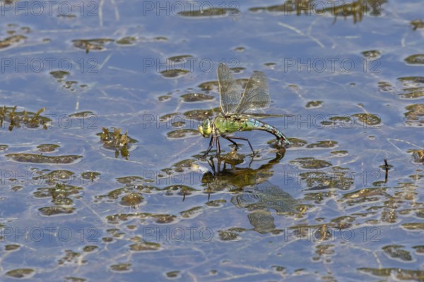 Emperor dragonfly (Anax imperator) adult female insect egg laying or ovipositioning on the water surface of a pond in summer, England, United Kingdom